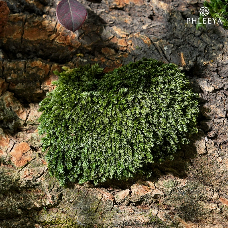 Moss Series