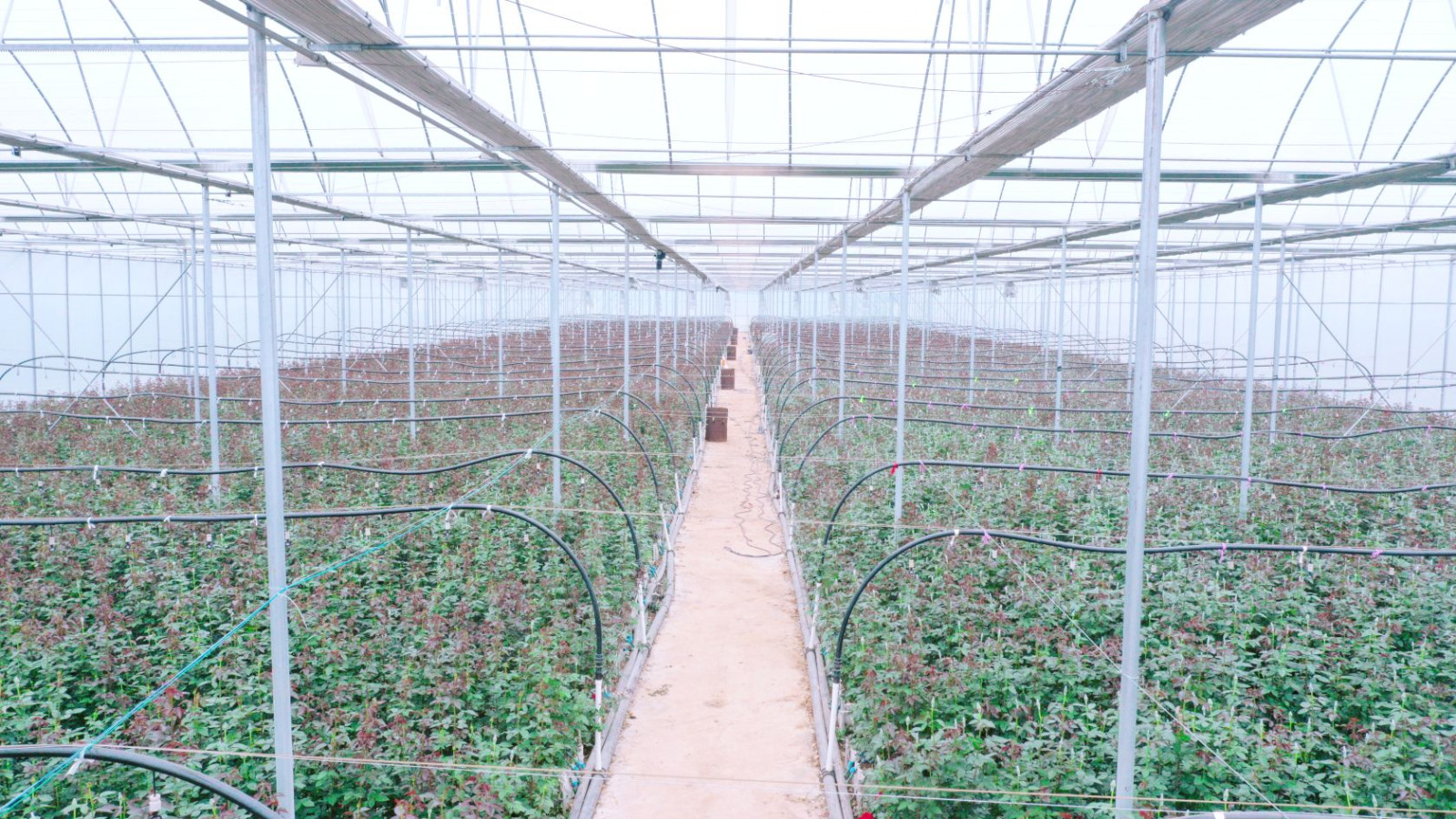 Yunnan Feiliya Flowers Co.,Ltd.