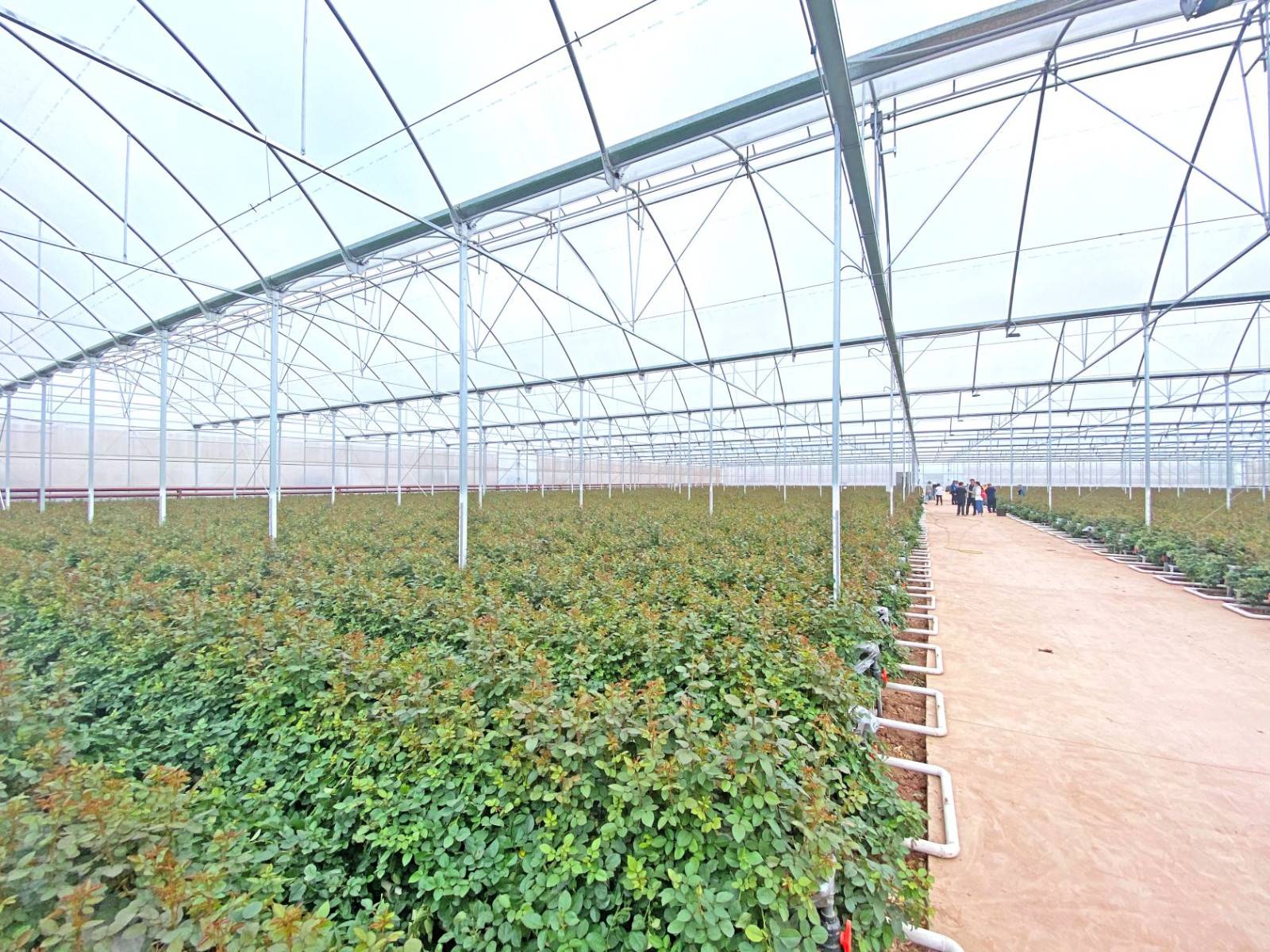Yunnan Feiliya Flowers Co.,Ltd.