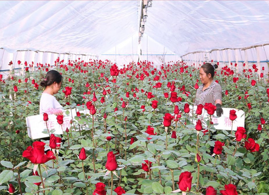 Yunnan Feiliya Flowers Co.,Ltd.